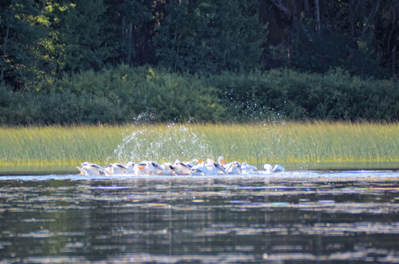 Fischende Pelikane